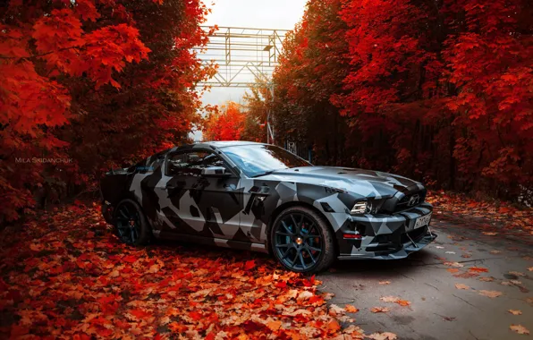 Mustang, Осень, Листья, Красные, Skyline, Future, True Car