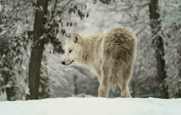 Nature, predator, face, animal, wolf, wildlife, portrait, Canis lupus