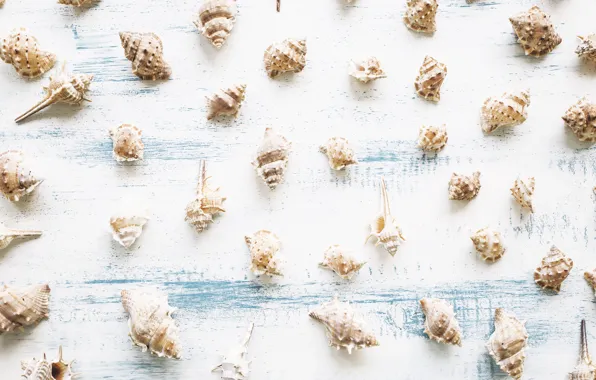 Ракушки, summer, beach, wood, marine, seashells