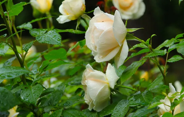 Rose, white, flower