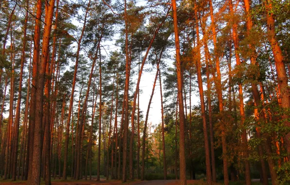 Дорога, лес, деревья