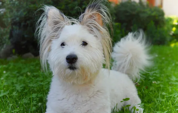 Собачка, Dog, Вест-хайленд-уайт-терьер