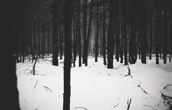 Лес, forest, slenderman, slender, палочник