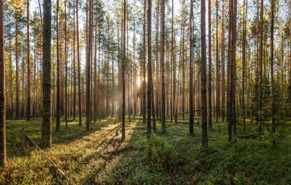 Лес, рассвет, сосны