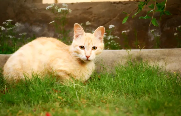 Cat, cute, mesha