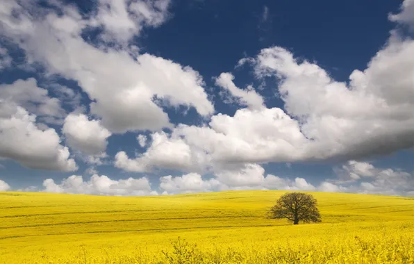 Картинка облака, желтый, дерево, Поле