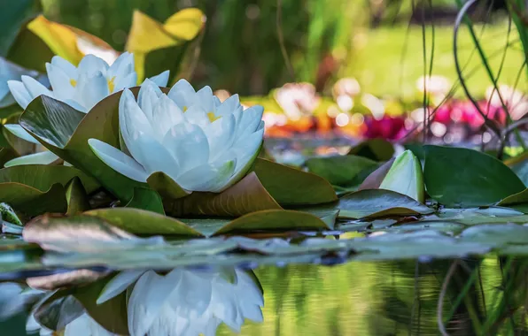 Лето, кувшинка, water, bokeh, water lily