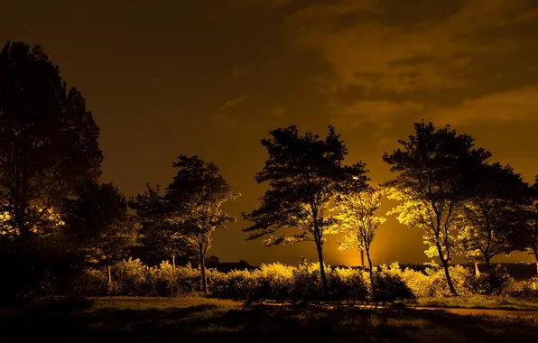 Картинка свет, деревья, ночь