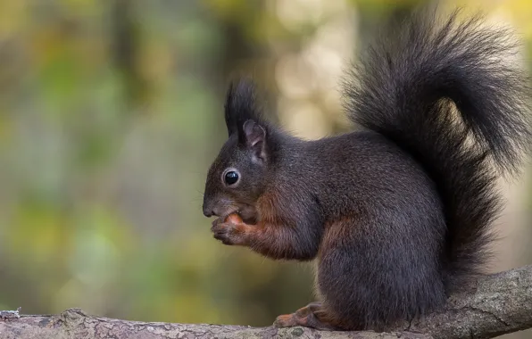 Картинка белка, профиль, сидит, боке