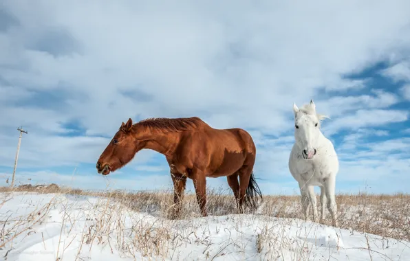 Картинка зима, снег, кони