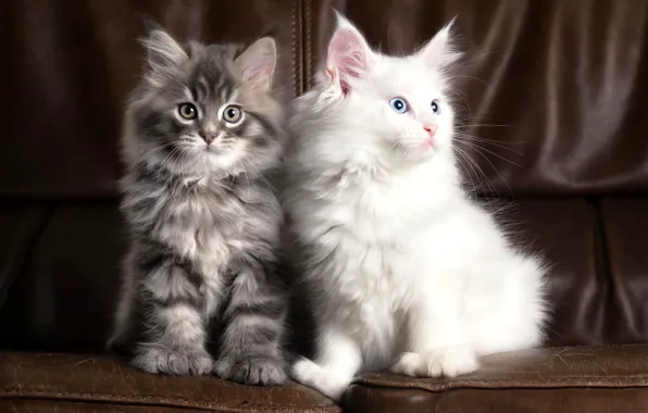 Белый, коты, двое