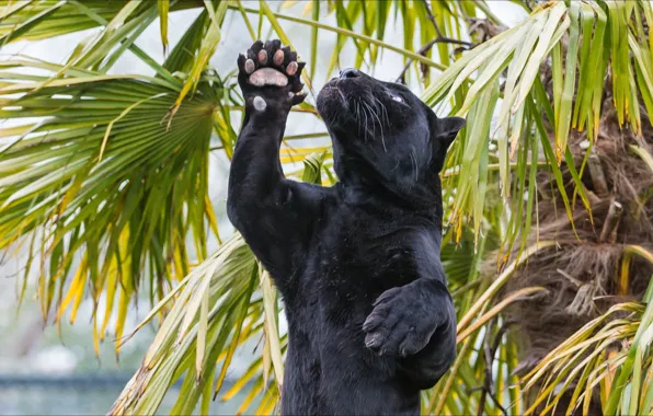 Животные, кошки, природа, хищник, пантера, ягуар