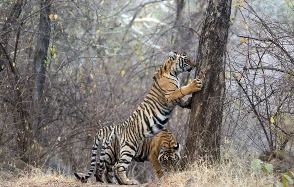 Тигры, Ranthambhore NP, Indien