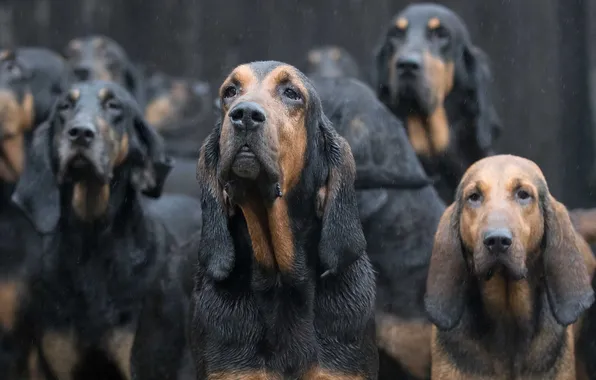 Картинка собаки, дождь, East Anglian Bloodhounds