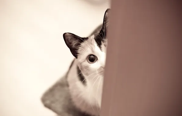 Кошка, кот, глаз, смотрит