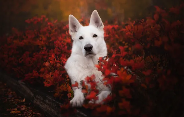 Картинка осень, взгляд, морда, собака, кусты, Белая швейцарская овчарка