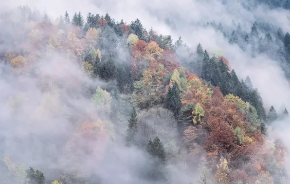 Картинка осень, лес, горы, туман