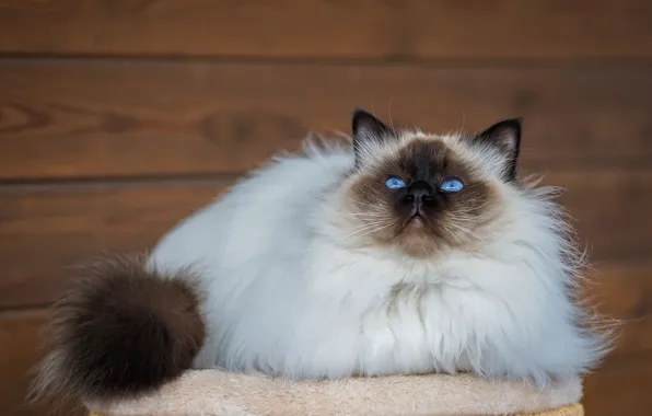 Кошка, кот, взгляд, поза, доски, голубые глаза, мордашка, пушистая