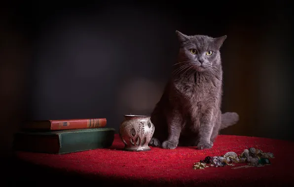 Картинка кошка, кот, красный, темный фон, стол, серый, книги, ткань