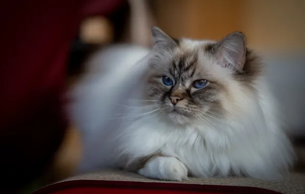 Кошка, кот, взгляд, поза, кресло, мордочка, лежит, пушистая