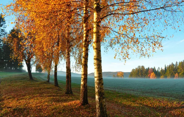 Картинка поле, осень, деревья, утро