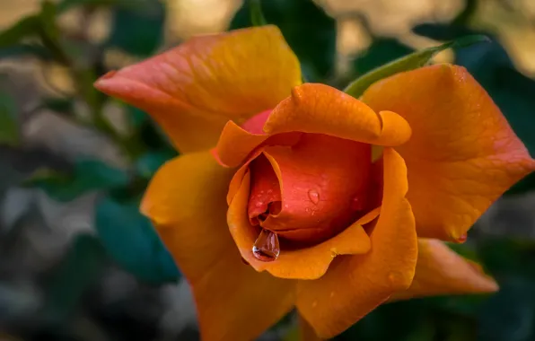 Капли, макро, розы, лепестки, бутоны