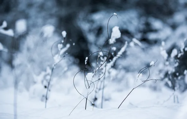Картинка зима, трава, снег