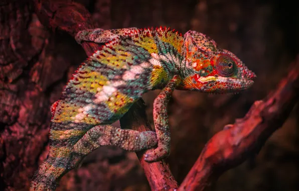 Цвет, Ящерица, Хамелеон, Голова, Рептилия, Head, Reptile, Animals