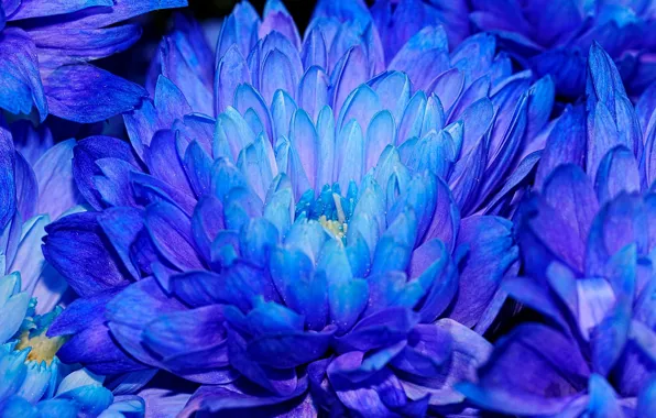 Цветы, хризантемы, синие лепестки