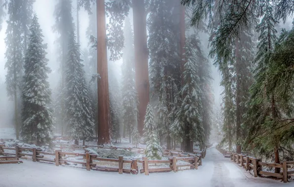 Картинка зима, снег, деревья, парк, сиквои