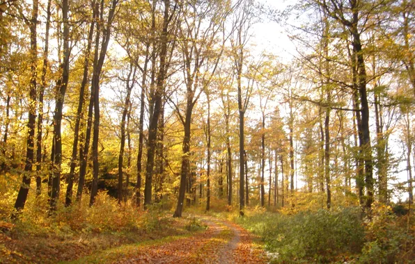 Картинка осень, лес, листва, тропа, forest, Autumn, leaves, path