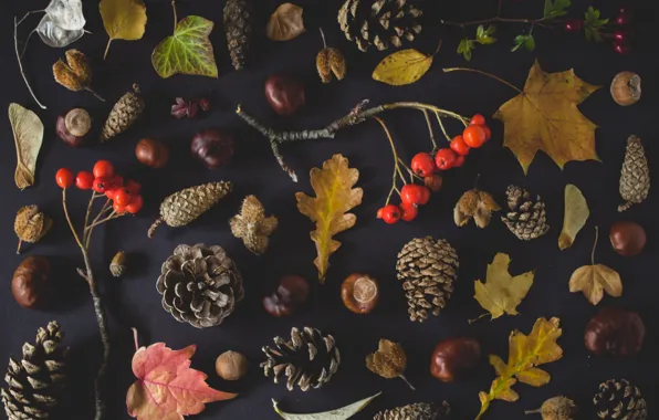 Картинка autumn, leaves, nuts