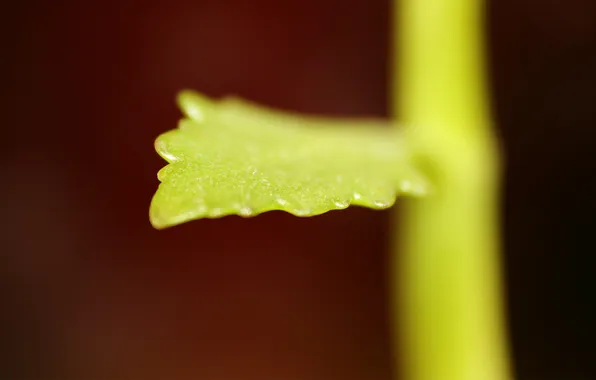 Картинка росток, маленький, листик, leaf