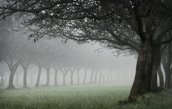 Картинка трава, деревья, природа, дерево, дымка, аллея, леса, раннее утро