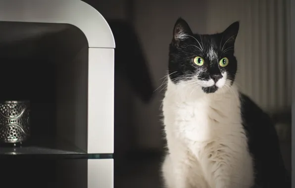 Картинка кошка, кот, взгляд, темный фон, портрет, черно-белое, сидит