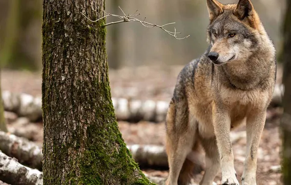 Nature, face, animal, wolf, wildlife, head, fur, mammal