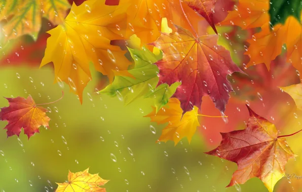 Картинка осень, листья, капли, дождь, клен