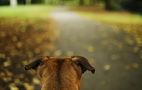 Картинка дорога, парк, собака, уши, настороженность
