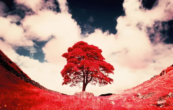 Картинка небо, трава, облака, дерево, краски, фильтр