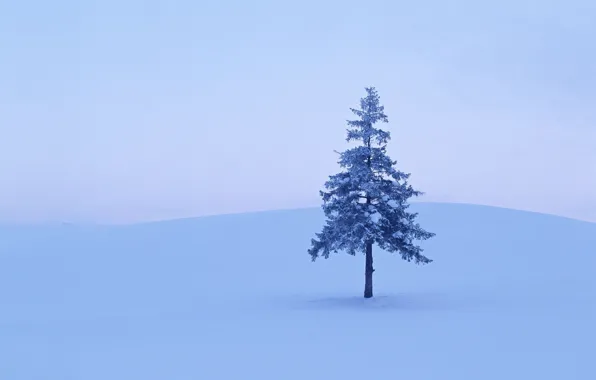 Зима, снег, Дерево, 158
