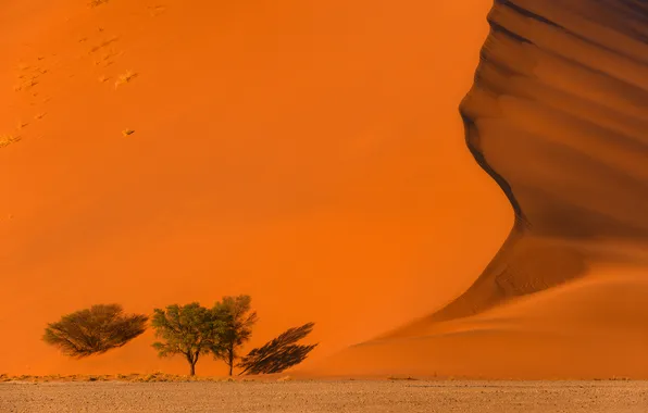 Desert, sand, orange, plants, dune