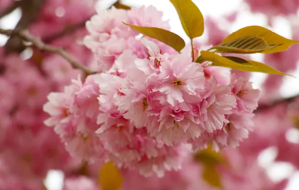 Flower, spring, twig, blloming, Japanese cherry