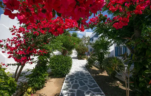 Цветы, Дома, Деревья, Греция, Растения, Flowers, Greece, Red Flowers