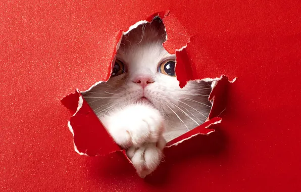 Кошка, белый, взгляд, бумага, котенок, лапки, дырка, картон