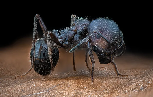 Картинка macro, insect, ant