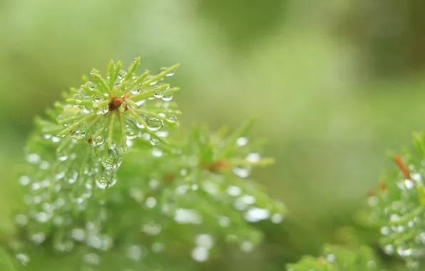 Water, macro, drops, spruce, twig