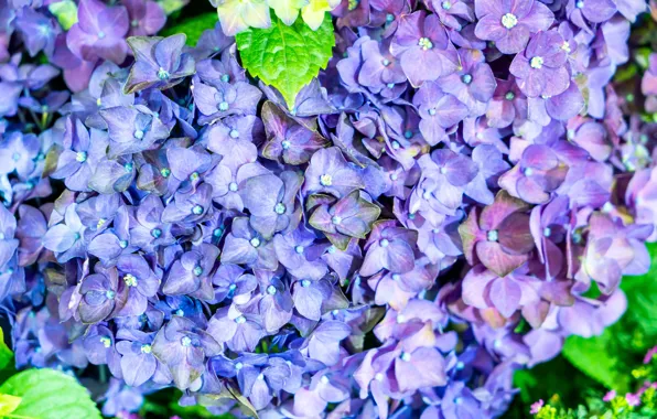 Цветы, куст, цветение, Гортензия