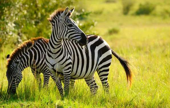White, black, zebra, savannah