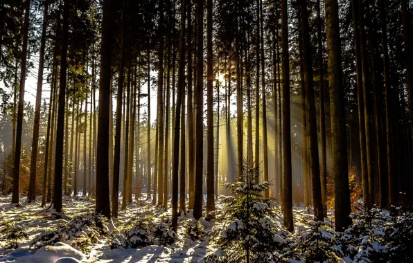 Зима, лес, снег, деревья, солнечный свет