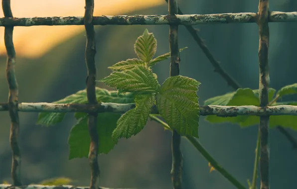Листья, лист, забор, ограда, смородина